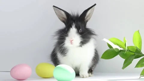 The little Easter bunny turns and finds Easter eggs on a white and gray Stock Footage 176303049