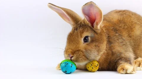Little easter fluffy brown cute rabbit with big ears and mustache sit next to Stock Footage 146501708