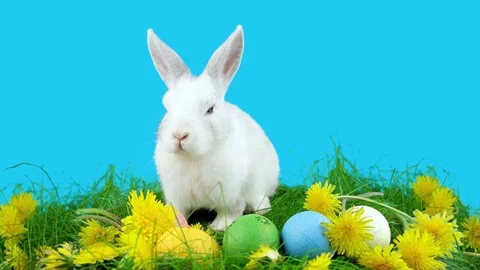 Little Easter white rabbit, sitting in the grass with dandelions near eggs 스톡 동영상 72558597