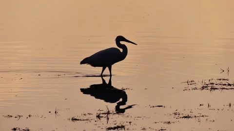 Little Egret catching a fish Stock Footage 342736540