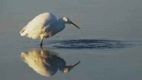 A little egret catching tiny fish one after another Stock Footage 328453017