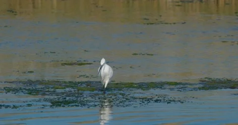 Little egret close up Stock Footage 133126217