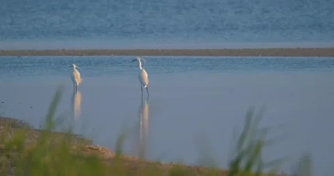 Little egret  close up Stock Footage 139132048