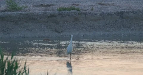 Little egret  close up Stock Footage 139132052
