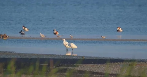 Little egret  close up Stock Footage 139132080