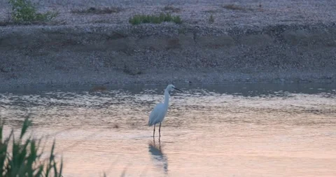 Little egret  close up Stock Footage 139132092