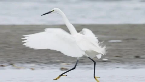 A little egret dancing as it chases fish (slow motion) Stock Footage 339326656
