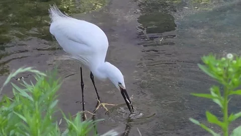 Little Egret Dipping Captured Frog in Shallow Stream Stock Footage 341801123