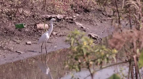 Little egret in a drain. Video stock 65467056