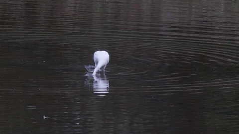 Little egret Egretta egretta catching shrimps in brackish water Gwynedd Stock Footage 98917596
