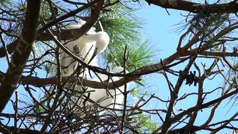 Little egret (Egretta garzetta) Video stock 196166321