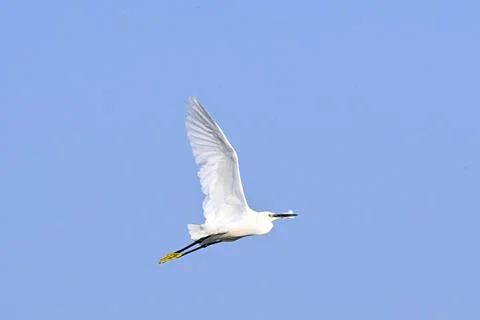 Little Egret in Flight Stock-Fotos