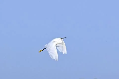 Little Egret in Flight Foto stock