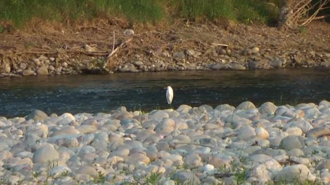 Little egret Stock Footage 153277771