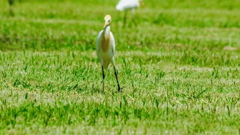 Little Egret gathered in the lawn Stock Photos