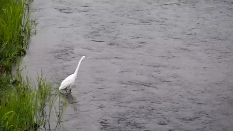 Little egret looking for fish in a river Stock Footage 164515545