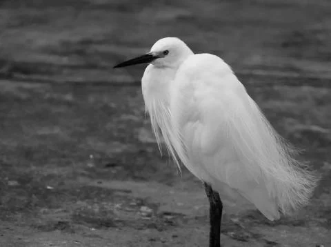 Little Egret Stock Photos