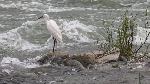 Little Egret Quick Leap onto a Small Rock in a Fast-Flowing Stream Stock Footage 340757798