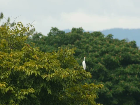 Little Egret resting on the tree shoot Stock Footage 80581395