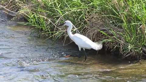 Little Egret Running and Chasing Another Egret in a Shallow Stream Stock Footage 341621332