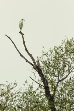 Little egret screaming while resting on a tree in Rodopi, Greece Stock Photos