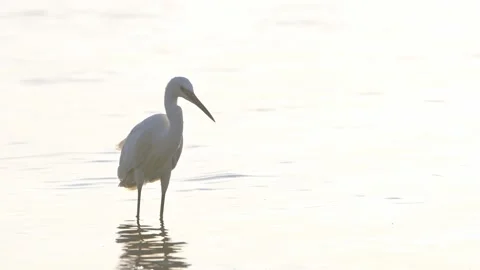 Little Egret in Strong Sunset Light on a Lake Stock Footage 314832359