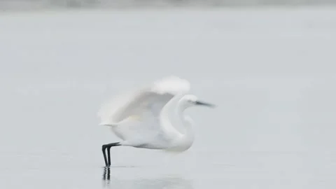 Little egret taking flight (slow motion) Stock Footage 339326637