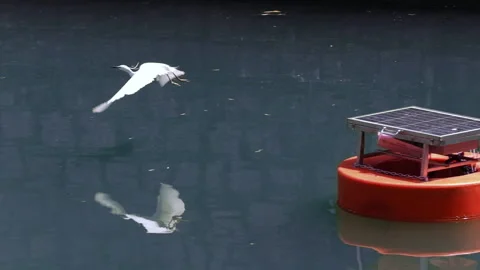 Little Egret taking off from a floating platform slow motion. Stock Footage 306079620
