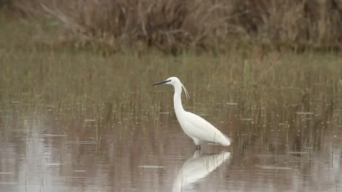 Little egret under rain stand in the pond Stock Footage 291315952