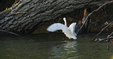 Little egret wading through waves of river and flies to higher branch Stock Footage 263068128