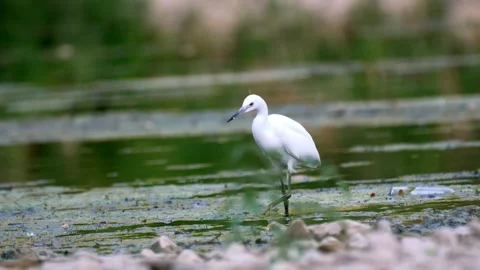 Little Egret Walking Through a River — 4K Wildlife Video 스톡 동영상 342028852