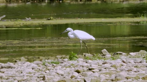 Little Egret Walking Through a River — 4K Wildlife Video Vídeos de archivo 342028868