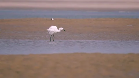 Little Egret walking through shallow coastal water Stock-Footage 341112604