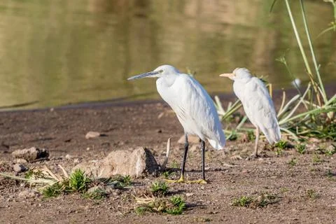 Little Egrets Stock Photos