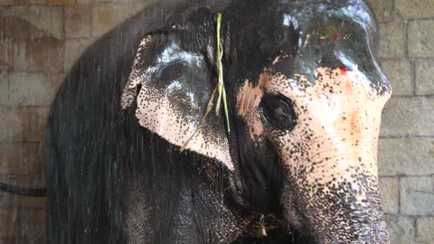 LITTLE ELEPHANT Stock Footage 276074181