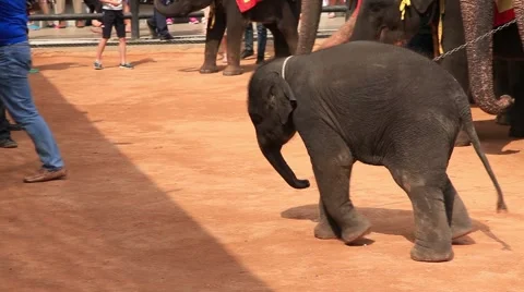 Little Elephant Trunk Calf captivity, prisoner elephant show in Circus. Stock Footage 47021164