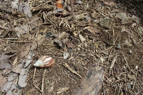 Little empty snail shell in the bush Foto stock