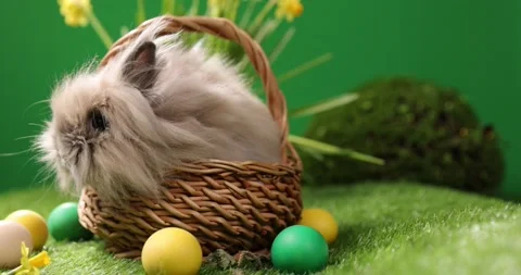 Little Esaster rabbit sitting in the basket, Cute colorful bunny, on green Stock Footage 175729498
