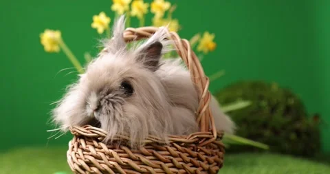 Little Esaster rabbit sitting in the basket, Cute colorful bunny, on green Stock Footage 175733243