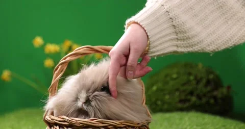 Little Esaster rabbit sitting in the basket, Cute colorful bunny, on green Stock Footage 175736719