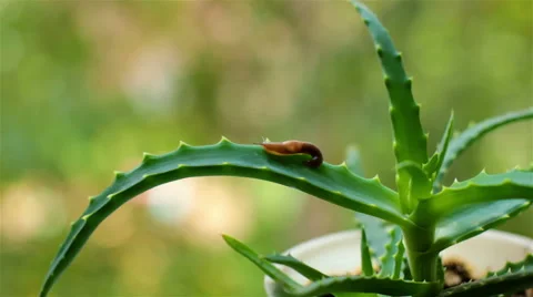 Little explorer Slug crawls on a leaf of aloe Stock Footage 65498023