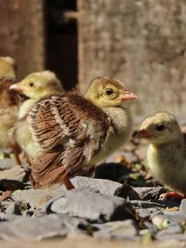 Little Explorers Stock Photos