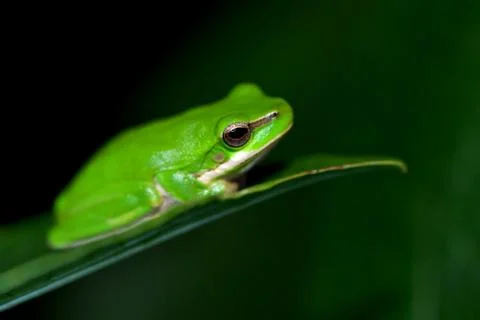 Little fallax frog Stock Photos