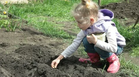 Little Farmer Planting Peas On The Plot Vídeos de archivo 22438627