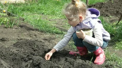 Little Farmer Planting Peas On The Plot Vídeos de archivo 22439874