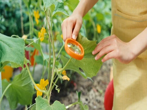 Little farmer using magnifier in the kitchen garden Stock Footage 84577022