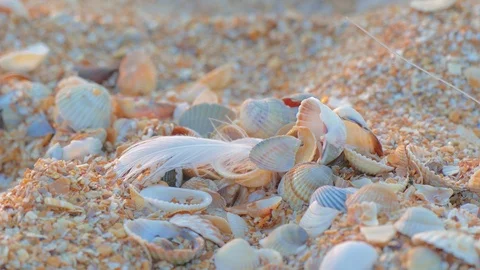 Little feather in the sand Stock-Footage 113693271