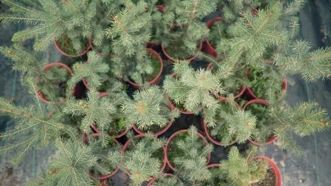 Little fir trees in pots in a flower shop before the Christmas holidays Stock Footage 117635652