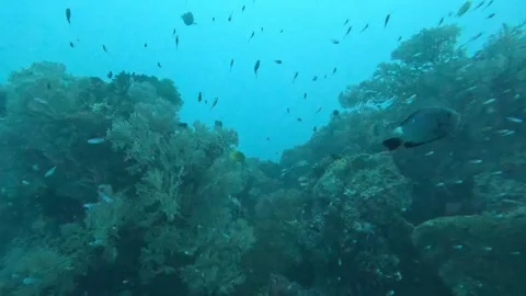 Little fish and corals Stock Footage 286377058