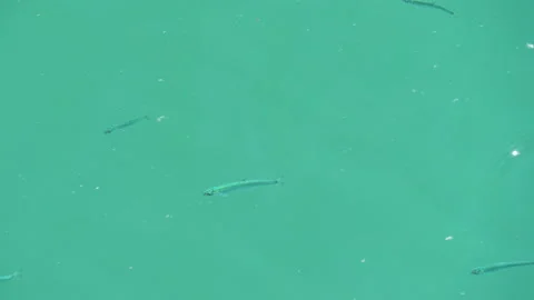 Little Fish Baby Salmon Smolt in Ripplin... | Stock Video | Pond5